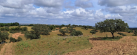 Montado da Serra de Serpa reconhecido como Sistema Agrícola Património Mundial