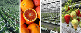 Situação do setor das Frutas & Hortícolas (F&H)